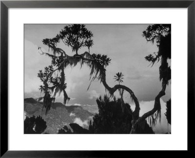 Large Tree Looming Over Grasslands Of Albert National Park In Africa by Eliot Elisofon Pricing Limited Edition Print image