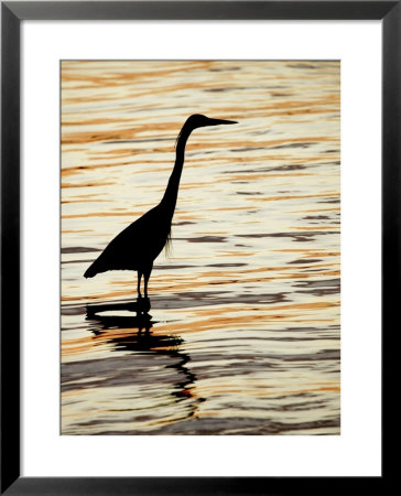 Silhouette Of Great Blue Heron In Water At Sunset, Sanibel Fishing Pier, Sanibel, Florida, Usa by Arthur Morris. Pricing Limited Edition Print image
