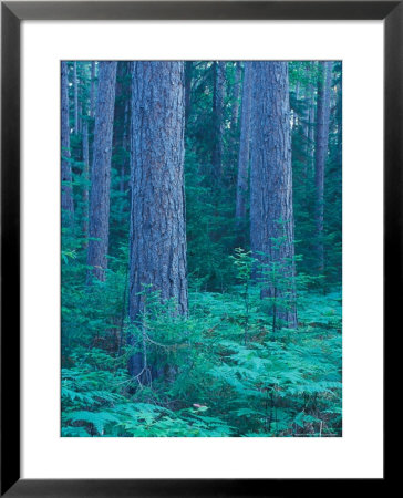 Red Pines In The Cathedral Pines Natural Area, Eustis, Maine, Usa by Jerry & Marcy Monkman Pricing Limited Edition Print image
