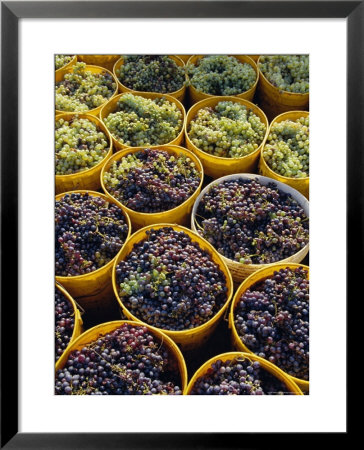 Picked Grapes In A Vineyard, Pisa, Tuscany, Italy, Europe by Michael Newton Pricing Limited Edition Print image