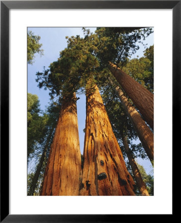 Giant Sequoia Tree, Sequoia National Park, California, Usa by Gavin Hellier Pricing Limited Edition Print image