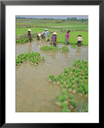 Rice Paddies, Vientiane, Laos, Asia by Bruno Morandi Pricing Limited Edition Print image