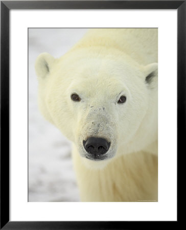 Polar Bear (Thalarctos Maritimus), Churchill, Manitoba, Canada, North America by James Hager Pricing Limited Edition Print image