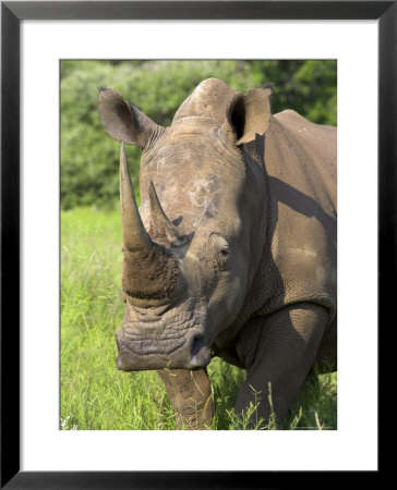 White Rhino, Ceratotherium Simum, In Pilanesberg Game Reseeve, North West Province, South Africa by Ann & Steve Toon Pricing Limited Edition Print image