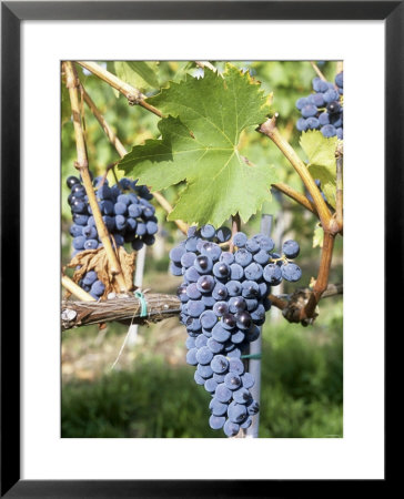 Nebbiolo Grapes, Tuscany, Italy by Armin Faber Pricing Limited Edition Print image