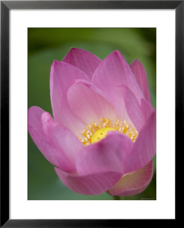 Lotus Flower, Bangkok, Thailand by Russell Young Pricing Limited Edition Print image