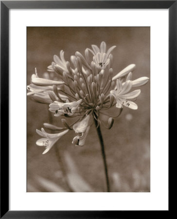 Flower by Monika Brand Pricing Limited Edition Print image