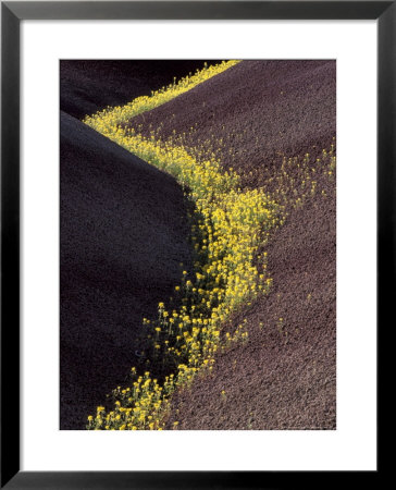 Yellow Flowers In Painted Hills National Monument, Oregon, Usa by Darrell Gulin Pricing Limited Edition Print image