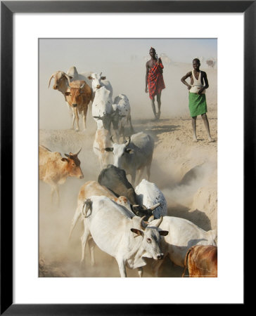 Nyangatom Herdsmen Leading Cattle Over Arid Plain To Omo River, Omo River Valley, Ethiopia by Alison Jones Pricing Limited Edition Print image