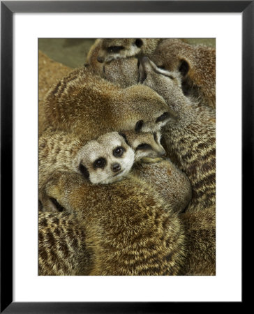 Meerkat Protecting Young, Australia by David Wall Pricing Limited Edition Print image