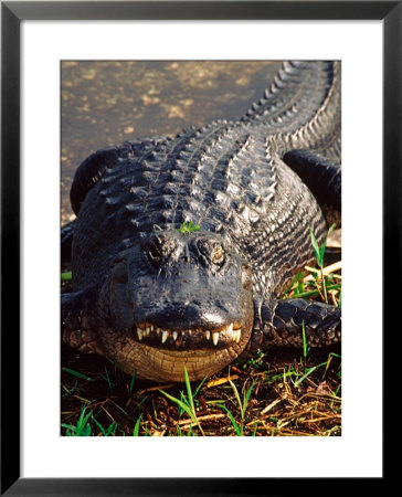 Alligator, Everglades National Park, Florida, Usa by Charles Sleicher Pricing Limited Edition Print image