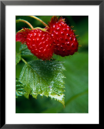 Detail Of Salmon Berries, Olympic National Park, Usa by Nicholas Pavloff Pricing Limited Edition Print image