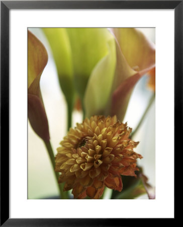 Denmark: Close Up Brown Dahlia by Brimberg & Coulson Pricing Limited Edition Print image
