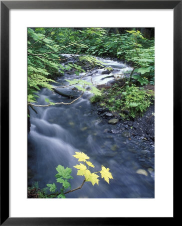 Fall Color Devil's Club Leaves And Stream On Winner Creek Trail, Alaska by Rich Reid Pricing Limited Edition Print image
