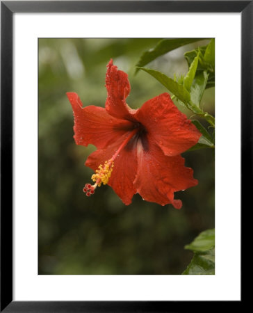 Red Hibiscus Flower, Hawaii by Bill Hatcher Pricing Limited Edition Print image