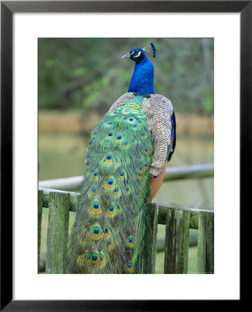 Peacock Sits On A Fence; Its Colorful Feathers Behind Him by Michael Melford Pricing Limited Edition Print image
