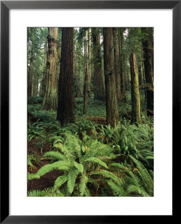 Redwood Trees Provide Shade For Ferns Growing On The Forest Floor by Phil Schermeister Pricing Limited Edition Print image