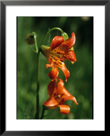 Close View Of Lilies Blooming In Yosemite National Park by Phil Schermeister Pricing Limited Edition Print image