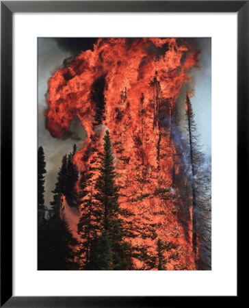 Flames Hurtle Through A Thick Stand Of Sub-Alpine Firs Near Warm Lake by Mark Thiessen Pricing Limited Edition Print image