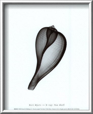 Tun Shell by Bert Myers Pricing Limited Edition Print image