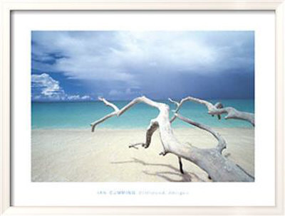 Driftwood, Antigua by Ian Cumming Pricing Limited Edition Print image