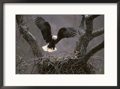 An American Bald Eagle Flies To Its Nest by Roy Toft Pricing Limited Edition Print image