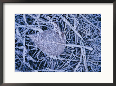 A Leaf And The Grass It Lies On Covered With A Heavy Frost by Paul Chesley Pricing Limited Edition Print image
