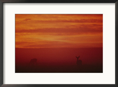 Sonoran Pronghorns Seen Through A Red Mist by Joel Sartore Pricing Limited Edition Print image