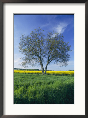 A Single Tree In A Yellow Rape Field by Todd Gipstein Pricing Limited Edition Print image