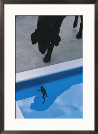A Pet Dog Observes A Frog In A Swimming Pool by Bill Curtsinger Pricing Limited Edition Print image