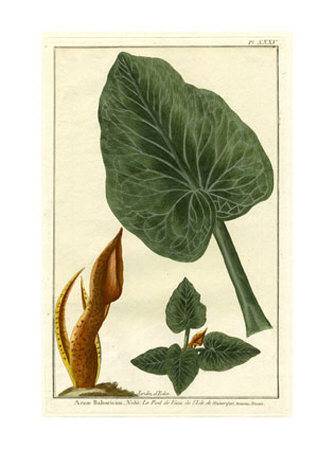 Botanical By Buchoz Ii by Pierre-Joseph Buchoz Pricing Limited Edition Print image