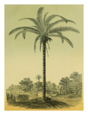 Astrocaryum Chambira Palm Tree, Botanical Illustration, C.1854 by Ch. Lemaire Pricing Limited Edition Print image