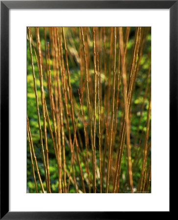Salix Daphnoides (Violet Willow), Close-Up Of Brownish Red Shoots by Mark Bolton Pricing Limited Edition Print image