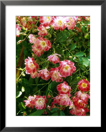 Rosa Fuschia Meillandecor (Rose) by Mark Bolton Pricing Limited Edition Print image