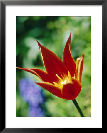Tulipa Queen Of Sheba by Bjorn Forsberg Pricing Limited Edition Print image