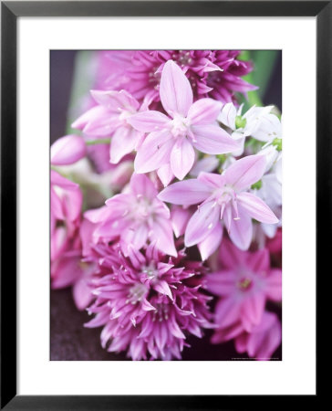 Bunch 0F Allium Scoenoprasum, Allium Unifoloium & Allium Oreophilum Zwanenburg by Lynn Keddie Pricing Limited Edition Print image