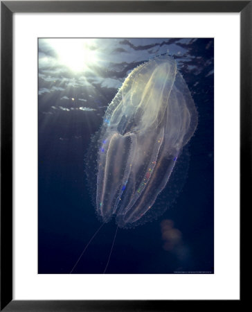 Salp, Poor Knights Marine Reserve, New Zealand by Tobias Bernhard Pricing Limited Edition Print image