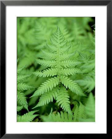 Beech Fern, Inverness-Shire, Scotland by Iain Sarjeant Pricing Limited Edition Print image