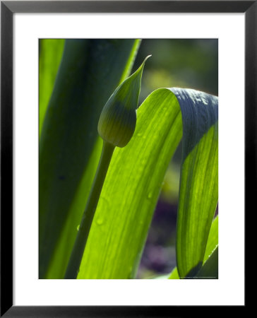 Allium Christophii (Bud In Early Spring) by Mark Bolton Pricing Limited Edition Print image