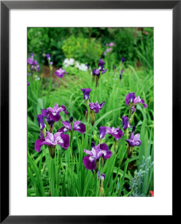 Iris Sibirica (Siberian Flag), Beardless Siberian Iris, Flowers With Purple Petals And Dark Veining by Ron Evans Pricing Limited Edition Print image