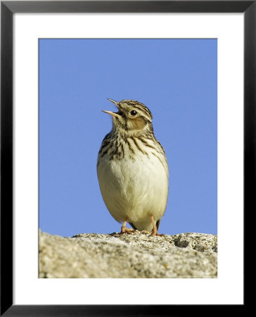 Wood Lark In Song, Uk by David Tipling Pricing Limited Edition Print image