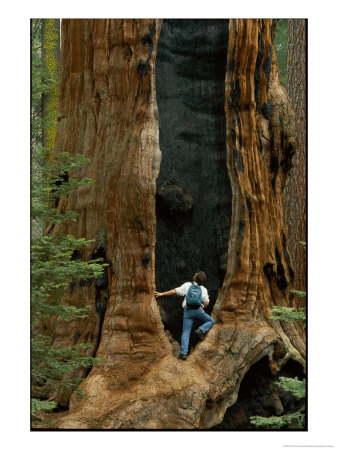 A Man Examines A Giant Fire Scar Left In A Sequoia Tree by Phil Schermeister Pricing Limited Edition Print image