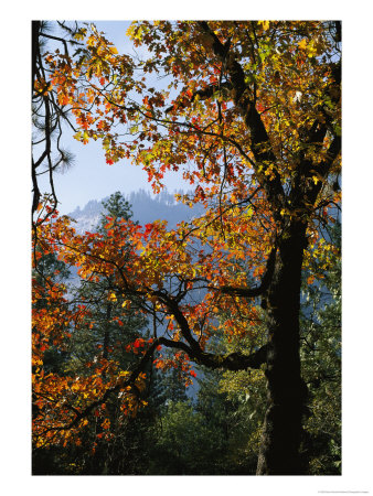 A Black Oak Tree (Quercus Kelloggii) In Yosemite Valley by Marc Moritsch Pricing Limited Edition Print image