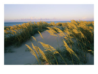 Sea Oats, Dunes, And Beach At Oregon Inlet by Skip Brown Pricing Limited Edition Print image