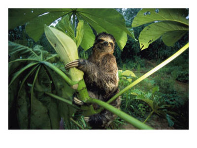 A Three-Toed Sloth Feeds On The Leaves Of An Ambaibo Tree by Joel Sartore Pricing Limited Edition Print image