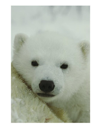 A Portrait Of A Polar Bear Cub by Norbert Rosing Pricing Limited Edition Print image