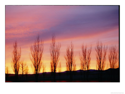 A Row Of Trees Silhouetted Against A Beautiful Sunset Sky by Marc Moritsch Pricing Limited Edition Print image