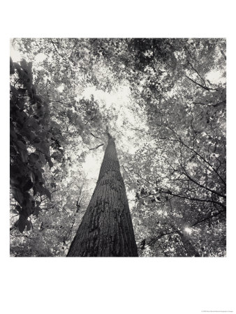 A Black And White View Looking Up In The Interior Of A Forest by Sam Kittner Pricing Limited Edition Print image