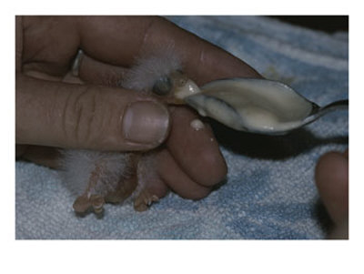 Parrot Fledgling Being Hand-Fed From A Spoon by Jason Edwards Pricing Limited Edition Print image