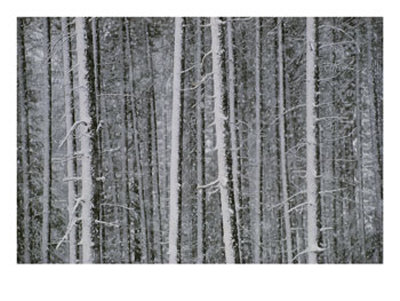 Lodgepole Pine Trees In The Snow by Raymond Gehman Pricing Limited Edition Print image
